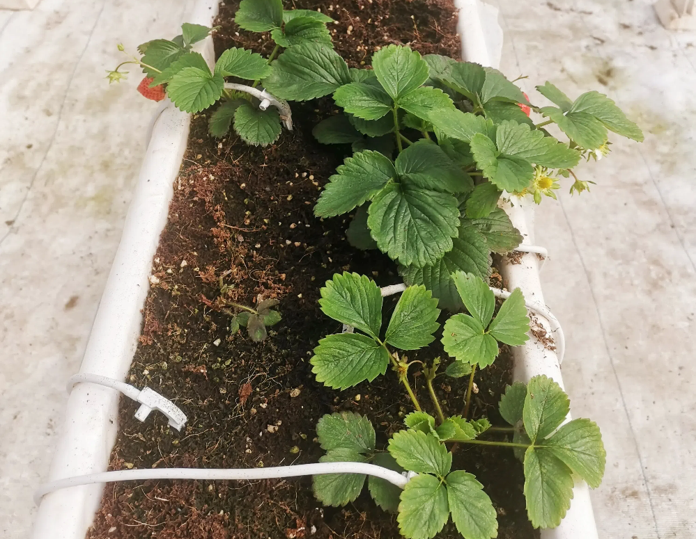 如何促進草莓花芽分化？草莓花芽分化期如何管理？